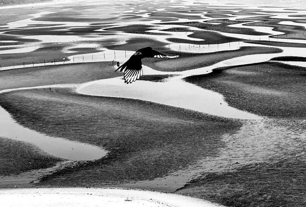 Whispers of the Tide thumbnail