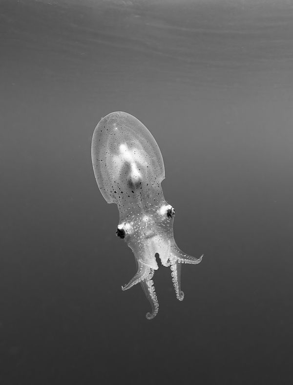 An Angel in My Head thumbnail