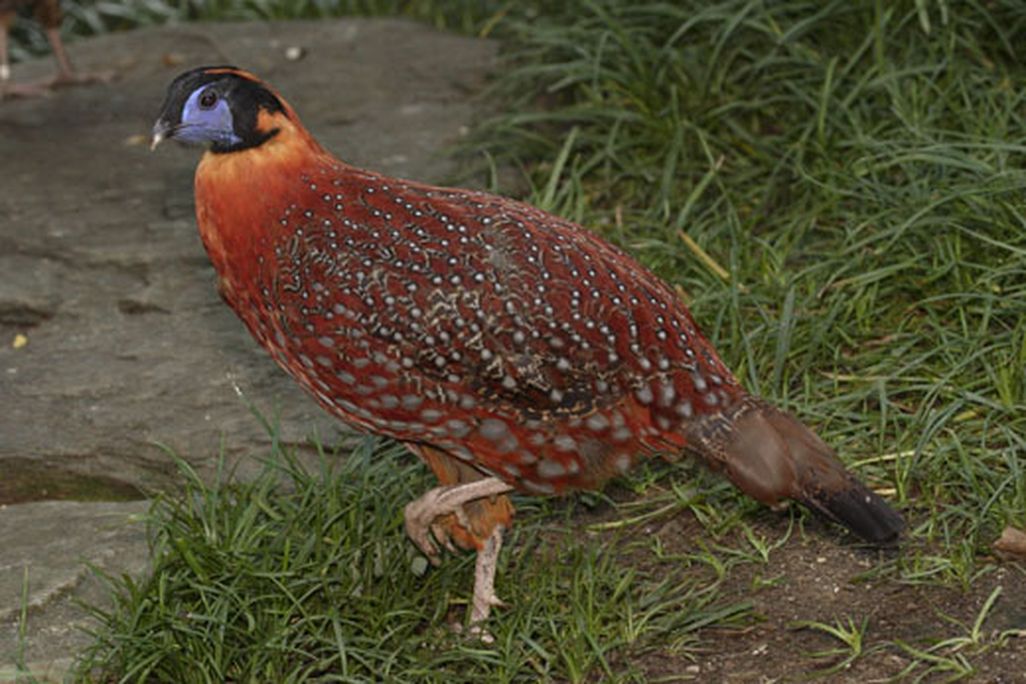 tragopan.jpg