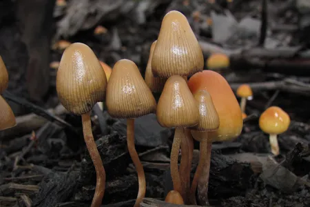 The mushroom&nbsp;Psilocybe pelliculosa&nbsp;is one of several species that produce psilocybin, a natural compound with hallucinogenic properties.