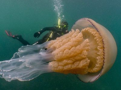 The two divers spent an hour or so swimming alongside the giant barrel jellyfish.