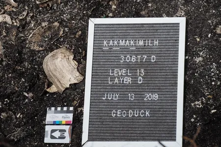 A geoduck shell found scatted among other shells discarded by the Tseshaht peoples 500 to 1000 years ago suggests that the community had been harvesting and eating geoduck for centuries. 