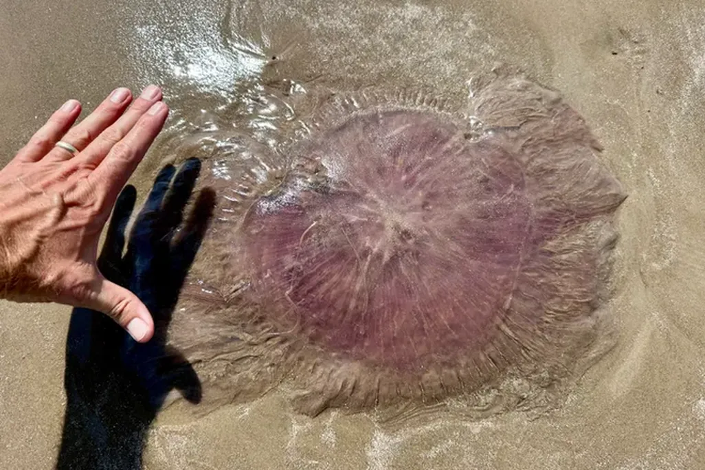 Man's hand next to large pink blob on sand