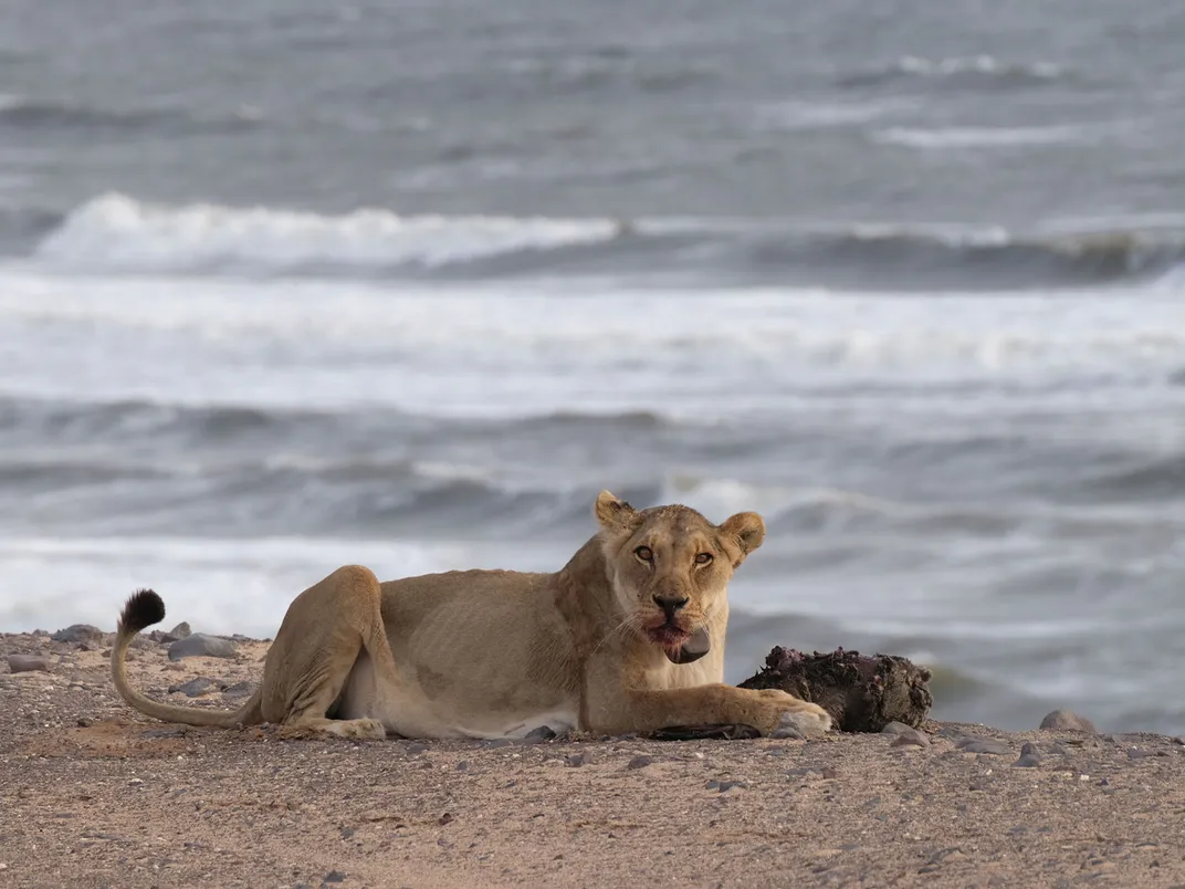 Coastal Lion Eating Prey