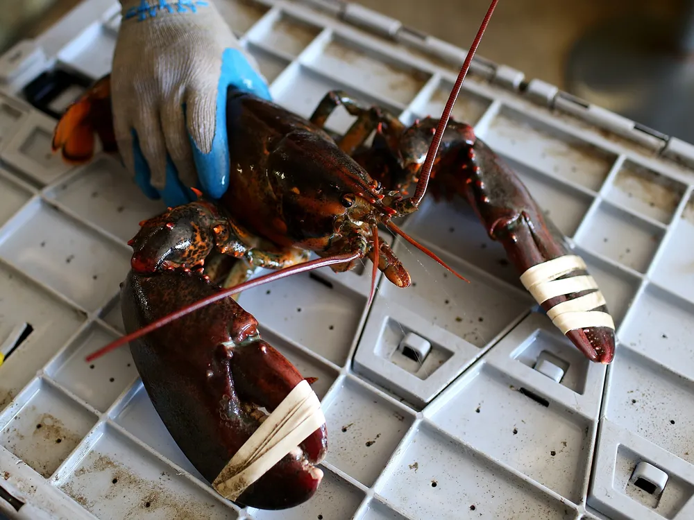 A gloved hand holds a lobster