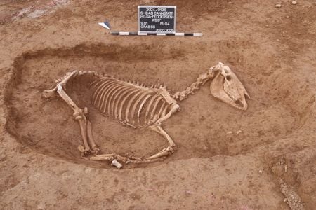 Archaeologists unearthed more than 100 equine skeletons near the site of a Roman military base.