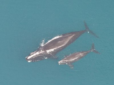 Whales are especially vulnerable during the calving season since the mother-calf pairs float at the surface, raising their chances of encountering boats.

