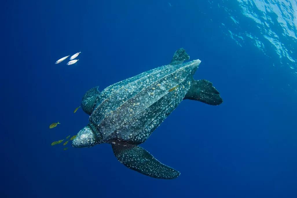turtle