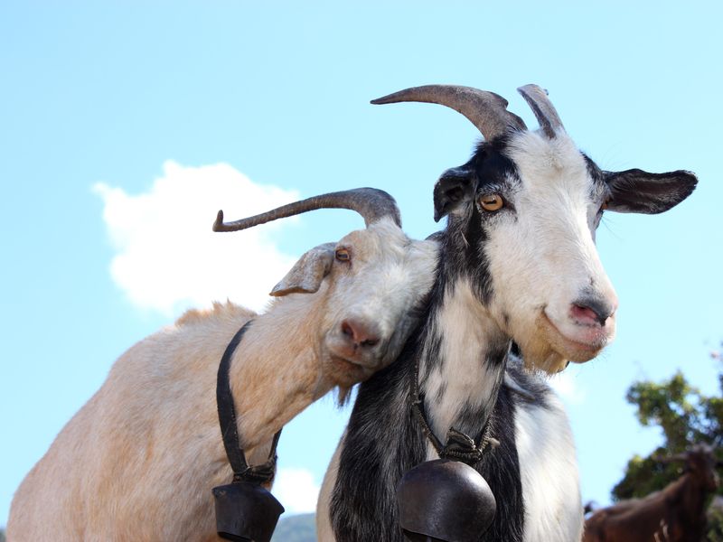 Goats May Be Able to Tell When Their Buddies Are Feeling Good or Baaad, Smart News