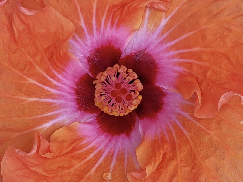 Hibiscus Closeup Smithsonian Photo Contest Smithsonian Magazine