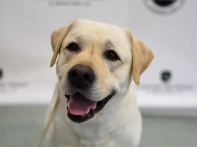 This yellow lab is not involved in the research, but it still a very good doggo.