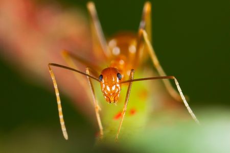 A yellow crazy ant
