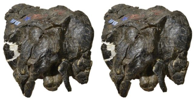 Two, brown fossil dinosaur skulls on a white background.