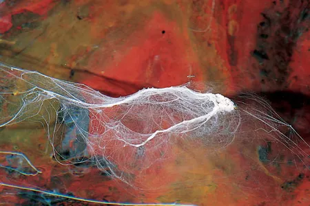 Scientists believe the bacteria may hold clues to the origins of life itself.