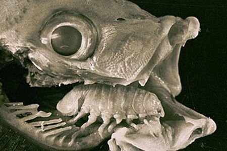 The crustacean Cymothoa exigua is the first known parasite to functionally replace an entire organ of an animal.