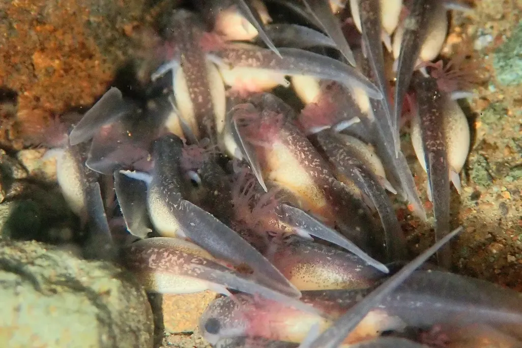 a clump of salamander larvae with white yolk sacs among small rocks in a creek
