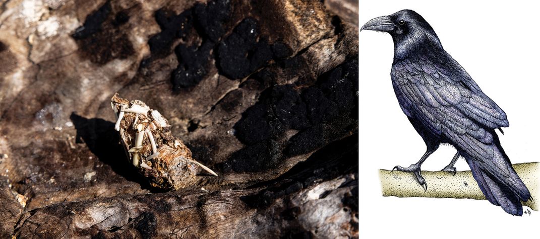 a raven pellet next to a illustration of a raven