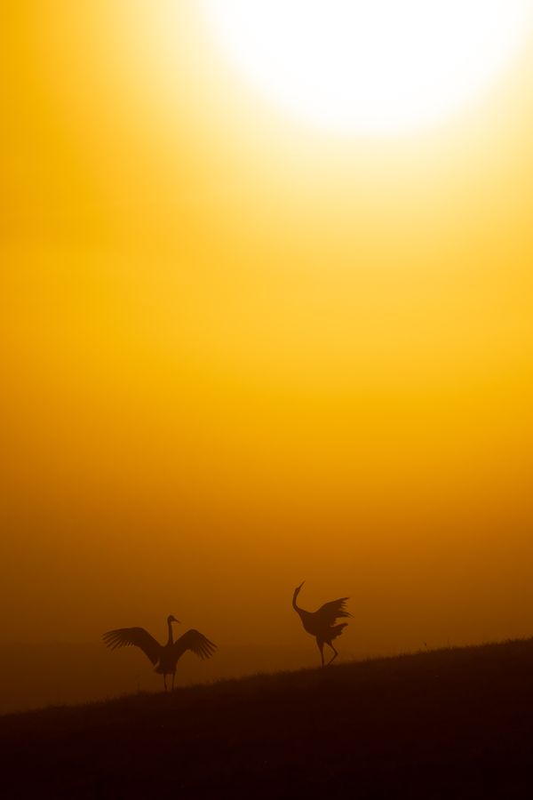 Hill and crane at sunrise thumbnail