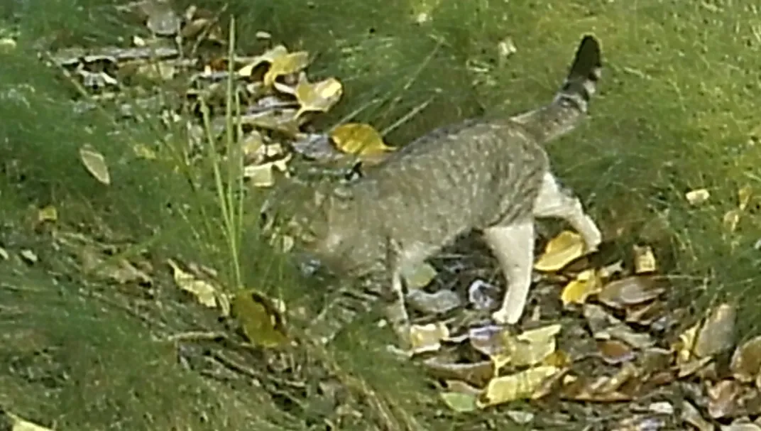 A cat walking across a grassy area