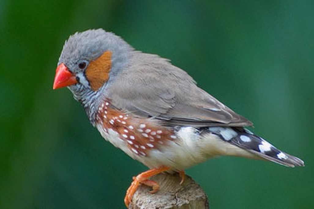 20120202100113finch-telomere-research-study.jpg