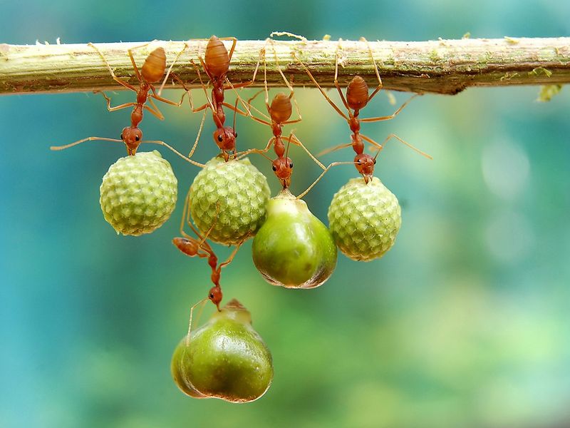 The ants holding and hanging different plants' seeds Smithsonian