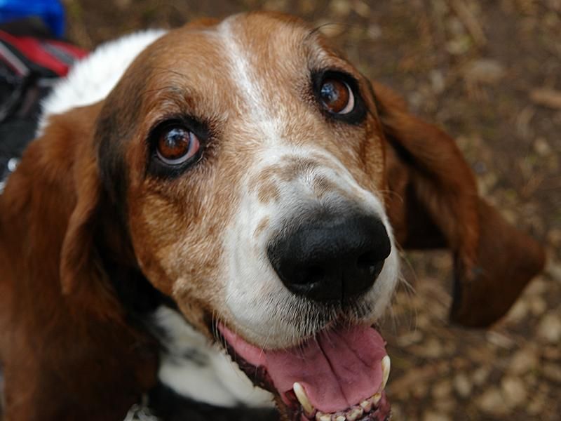 Dog greeting