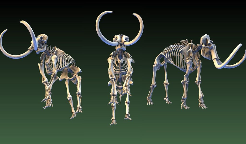 Mammoth skeleton