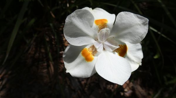 White Iris thumbnail