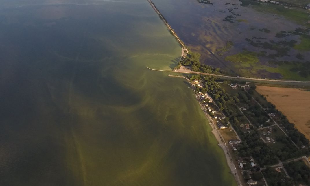 An algal bloom amidst river runoff near Toledo, Ohio