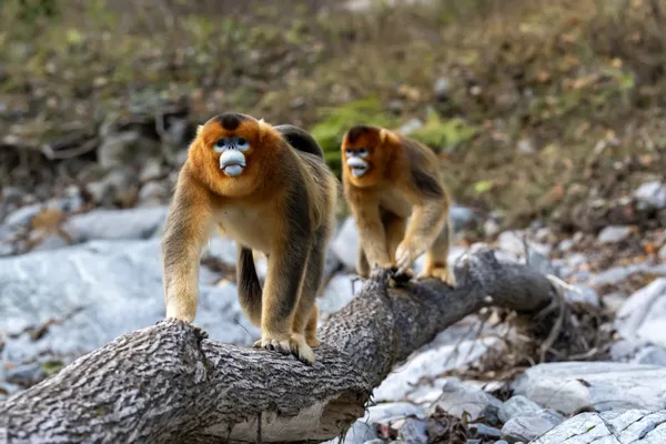 Qinling golden snub-nosed monkey thumbnail