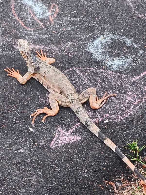 Chalk Art Iguana thumbnail