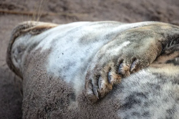 A grey seal having a snooze thumbnail