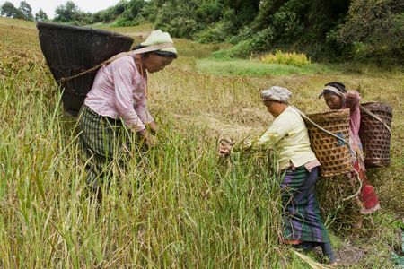 A women harvests millet in Arunachal Pradesh, India