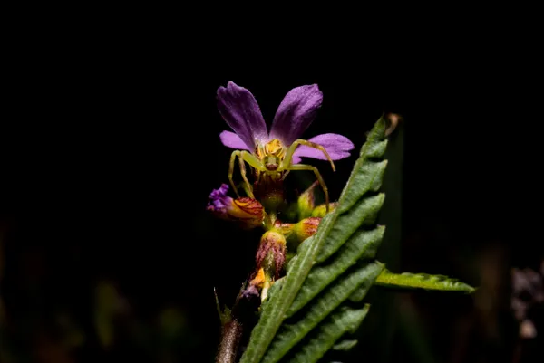 Crab Spider on Flower thumbnail