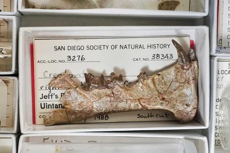 A fossil of a Diegoaelurus jawbone was recovered from a construction site in Oceanside, California.