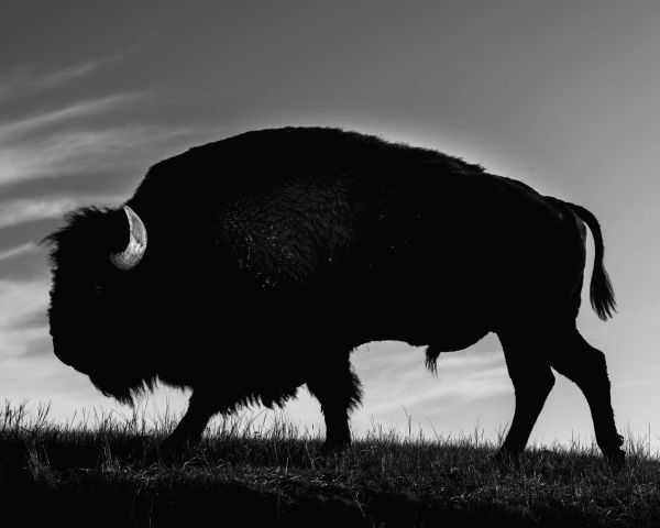 Lonely Bison at Custer State Park thumbnail