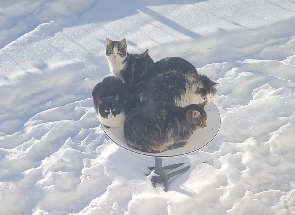 Five cats piled onto a Starlink satellite dish in a snowy yard