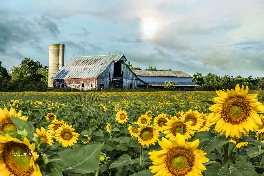 A silo and sunflowers
