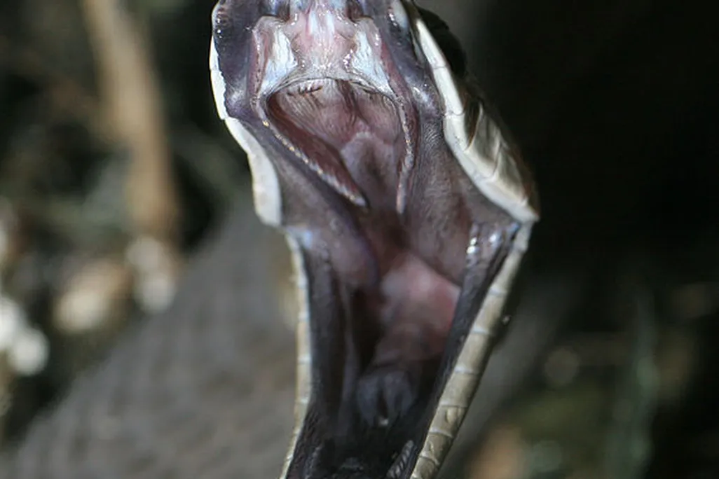 A black mamba strikes