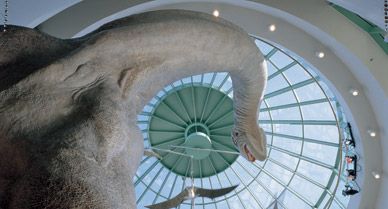 The North Carolina Museum of Natural Sciences features exhibits, dioramas of the state's natural habitats and the Acrocanthosaurus, also known as the "Terror of the South."