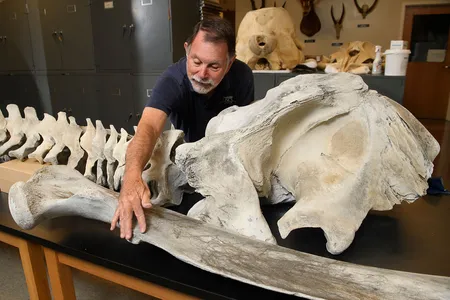 Researcher David Webster of the University of North Carolina Wilmington prepares the bones of an Atlantic gray whale for transfer to the National Museum of Natural History.