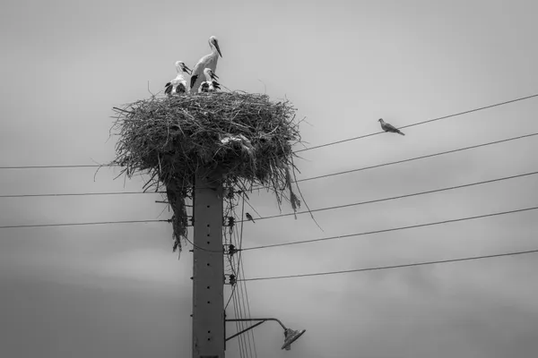 Untitled (25) thumbnail