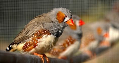 Captive zebra finches