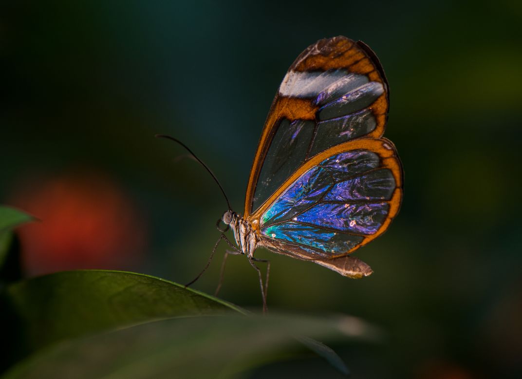 blue glasswing butterfly