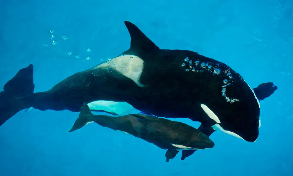 SeaWorld Orca