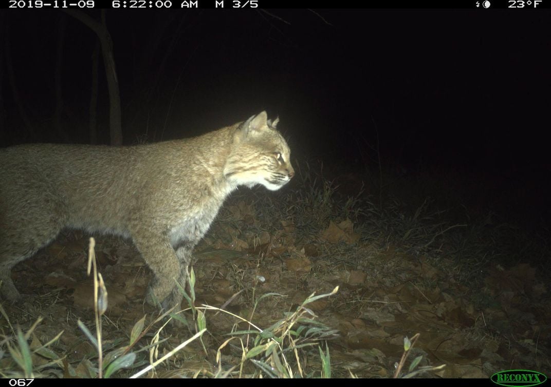 DC Bobcat 