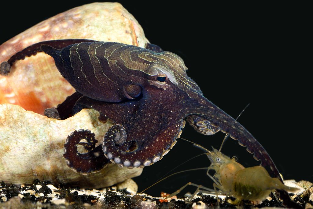 octopus