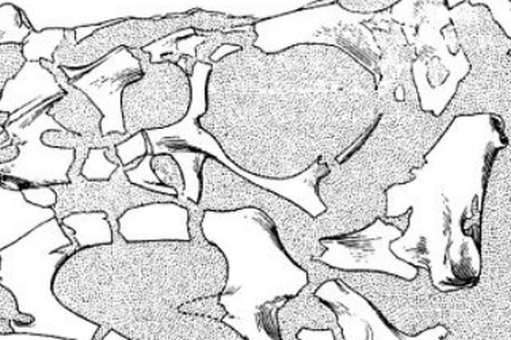 The skull of Oviraptor