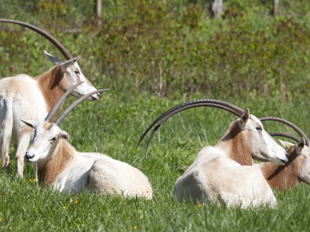 Scimitar Horned Oryx