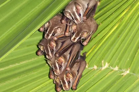 From leaf-engineering to complex social circles, there’s more to bats than flying and echolocation. 